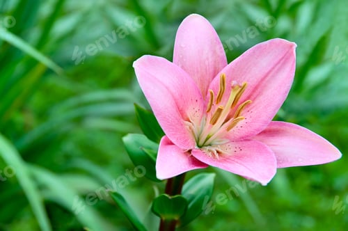 Preview: Lily flower on a background of green grass