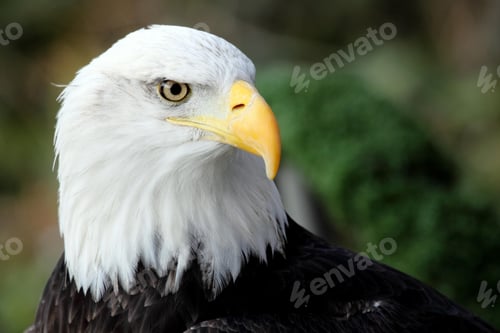 Preview: eagle, bald, us