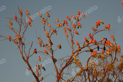 Preview: bird, cockatoo galah, parrot, pet