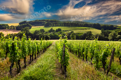 Preview: Beautiful vineyard at sunset. Travel around France, Bordeaux