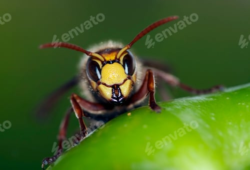 Preview: Mandibles