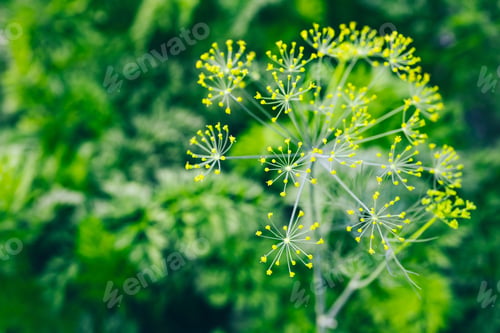 Preview: Fresh green dill umbrella flower in organic garden, herbal spice plant growing in summer sunlight.