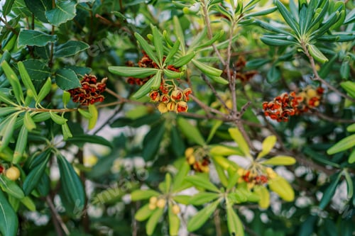 Preview: Red fruits of Pittosporum tobira among green leaves on branches