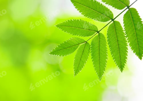 Preview: Green leaf