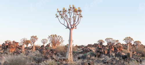 Preview: Panoramic view of quiver tree forest at Garas near Keetmanshoop
