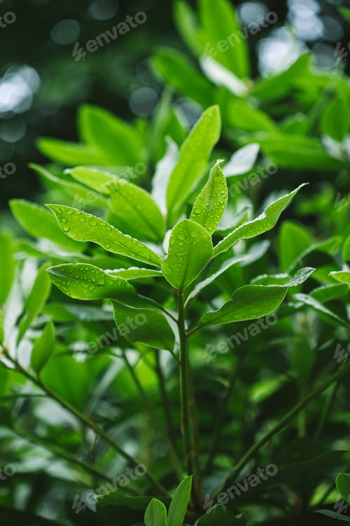 Vista previa: selective focus of branches with green leaves