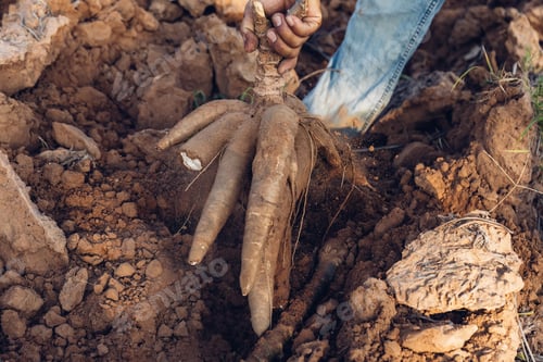 Preview: Cassava in hand, tapioca in farmer hand in harvest season.