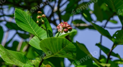 Preview: Para (Dillenia suffruticosa) plant, invasive evergreen shrub growing in wetlands in Sri Lanka.