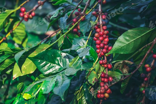 Preview: Ripe Red coffee bean berry plant fresh seed coffee tree growth in green eco organic farm