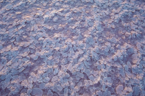 Preview: Salt and Brine of a pink lake, colored by microalgae Dunaliella salina