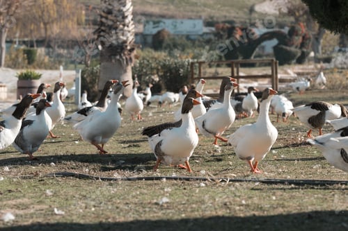 Preview: Flock of Geese Wandering in Rural Turkey Landscape