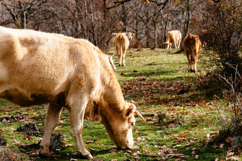 Preview: Cows on pasture with meadows and woodland during autumn