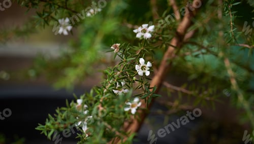 Preview: Close-up view of the tiny white flower on the plant