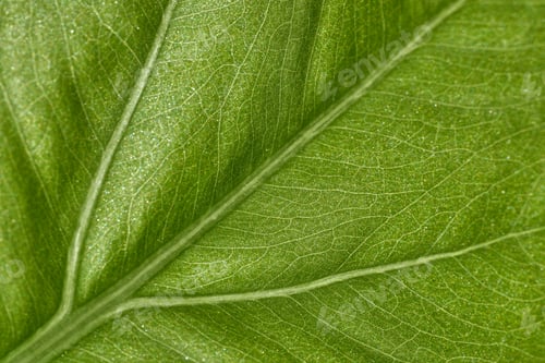 Preview: super macro of a green leaf of a plant showing the leaf veins
