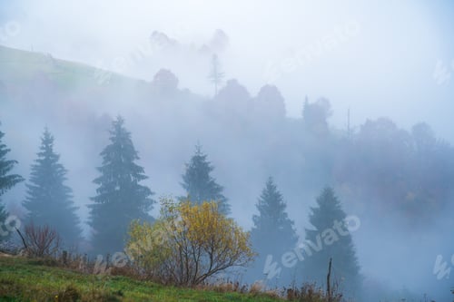 Preview: Colorful trees in the Carpathian mountains covered with thick gray fog