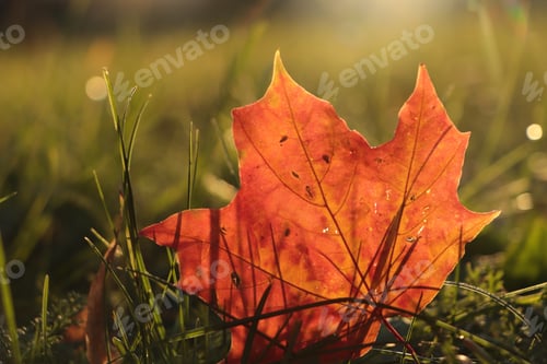 Preview: Beautiful fallen leaf among green grass outdoors on sunny autumn day, closeup