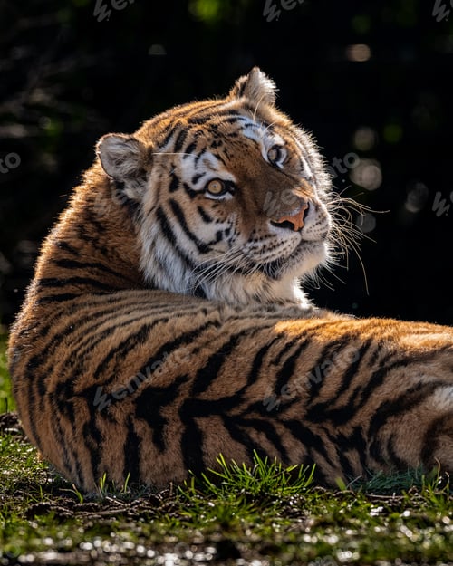 Preview: Siberian tiger seated in grass atop a field