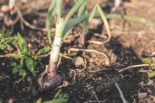 Preview: Red onions growing in an organic suburban kitchen garden