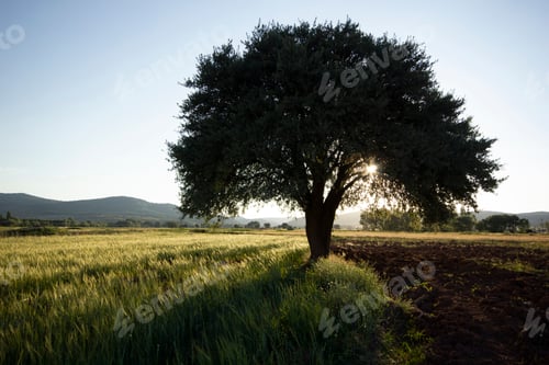 Preview: Green Wheat Growing In A Field