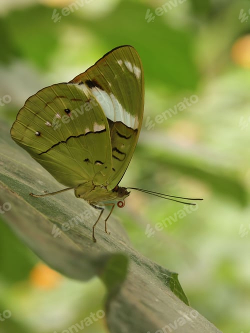 Preview: Closeup on the colorful tropical obrina or common olivewing butterfly , Nessaea obrinus or auglara