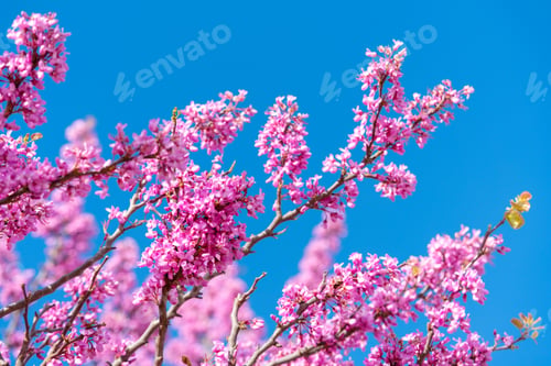 Preview: Judas tree pink flowers blossoming against blue sky backdrop