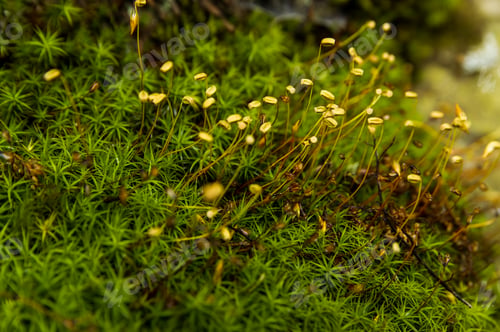 Preview: Beautiful mountain plant on mountains
