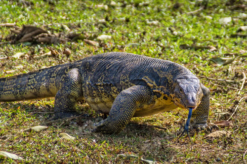 Preview: Monitor lizard crawling on the ground with its tongue out