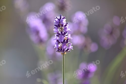 Preview: Macro shot of lavender flower in natural environment