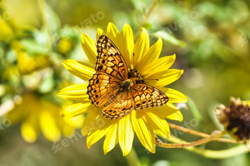 Preview: Ver Frit Flower Aguirre Springs