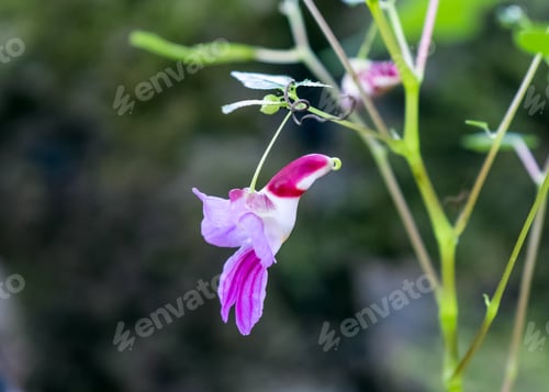 Preview: Rare Parrot flower a similar shape of parrot hanging on stem
