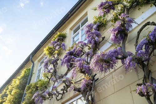 Preview: Wisteria with purple flowers on the facade of the building. Climbing vine, natural home decoration.