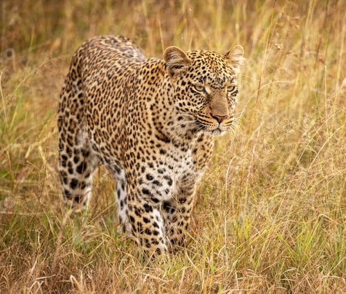 Preview: Best wildlife experiences in the world
