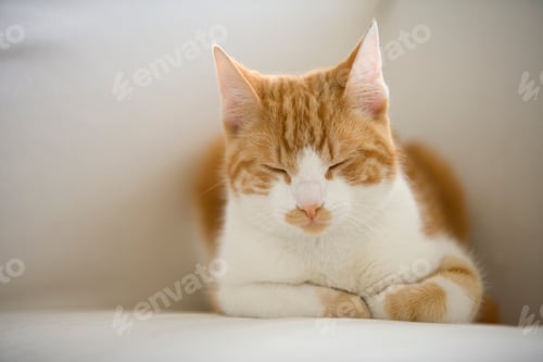 Preview: Portrait of a sleeping red and white tabby cat