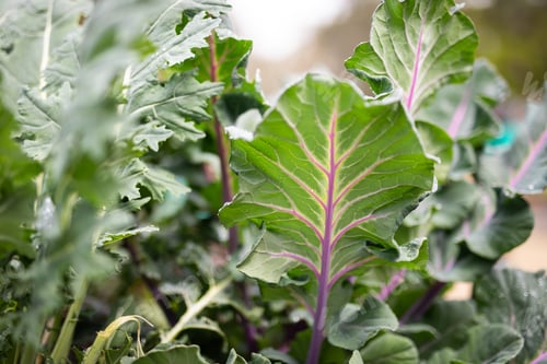 Preview: fresh grown vegetables garden green organic macro