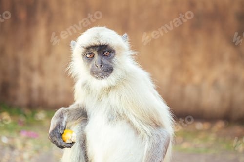 Preview: big and nice gray monkey in jaipur