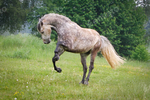 Preview: Close up of a horse jumping in a green field