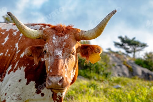 Preview: Longhorn cow at Grayson Highlands