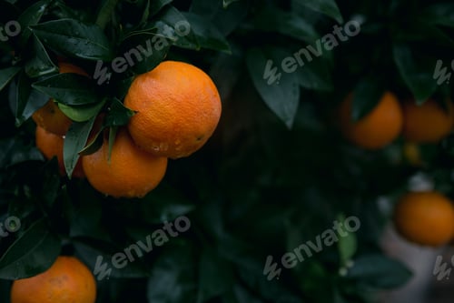 Preview: Selective focus shot of orange fruits hanging from its tree