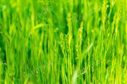 Preview: Background Texture of Macro Green Grass
