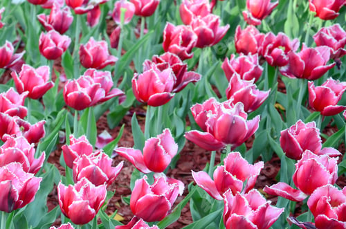 Preview: Picture of beautiful tulips on shallow deep of field close up