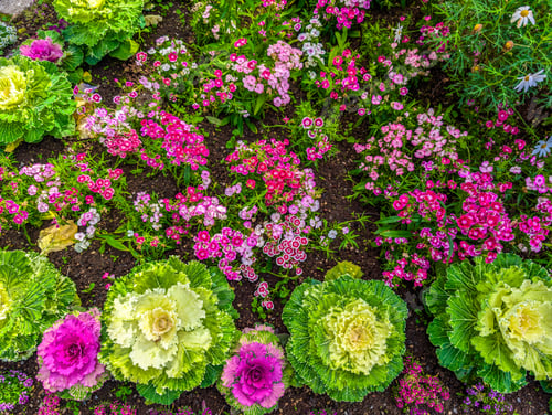 Preview: The Akureyri Botanical Garden, Iceland