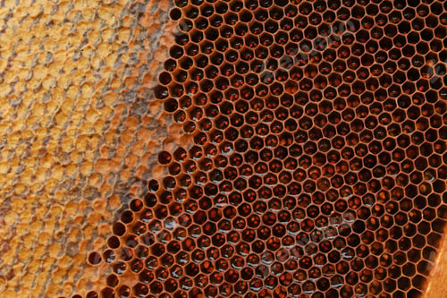 Preview: Closeup view of hive frame with honey as background
