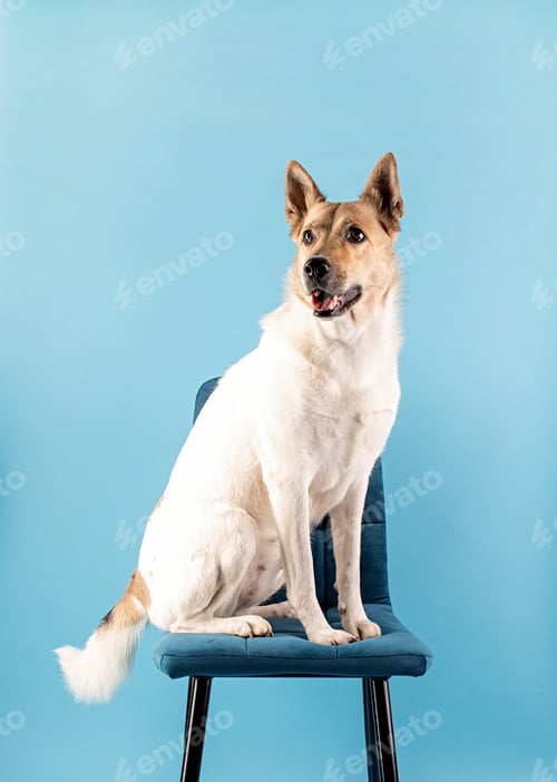 Preview: Mixed breed cute dog portrait on blue background