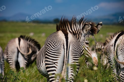 Preview: Grevy Zebra Equines Black White Striped Coats Wildlife Wild Animals