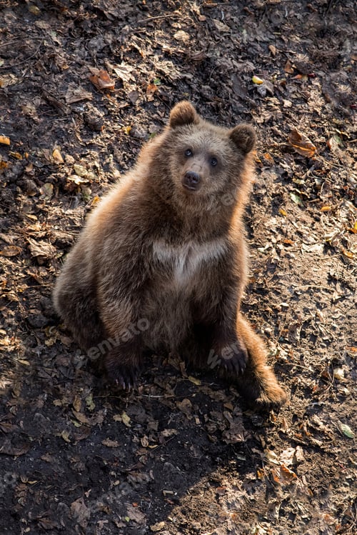 Preview: young bear looks up sitting at ground of autumn forest