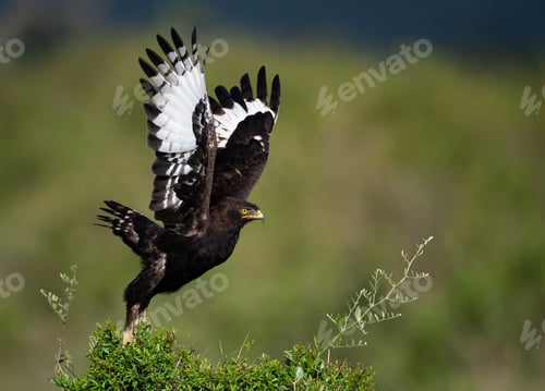 Preview: Long-crested Eagle in Africa