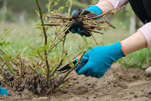Preview: Closeup of gardeners hand in protective gloves with garden pruner making spring pruning