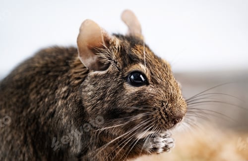 Preview: Squirrel degu nibbling