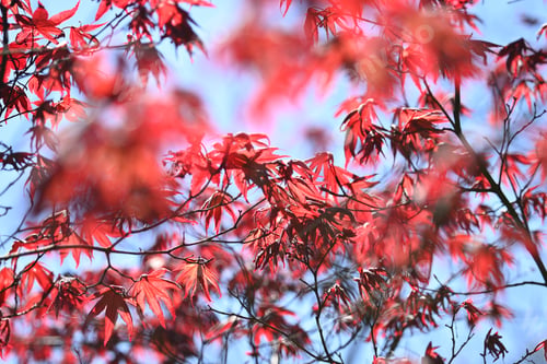 Preview: Detail of green and red leaves of Japanese maple tree in Spring bloom.