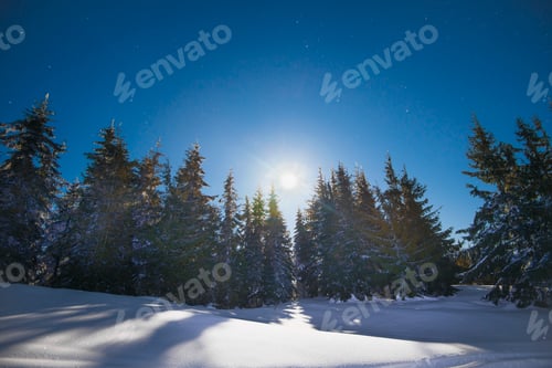 Preview: Beautiful trees grow among snow-covered snowdrifts
